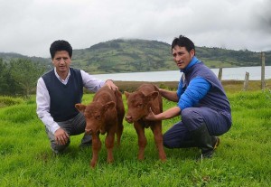 Nacen los Primeros terneros clones bovinos en Perú