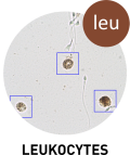 mySCA cloud space for users of the SCA® CASA System - MICROPTIC