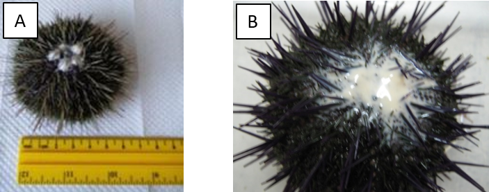 A) The normal circular trajectory of a sea urchin sperm is