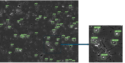 Results from YOLO, where the model has labeled round cells using bounding boxes and assigned a probability score